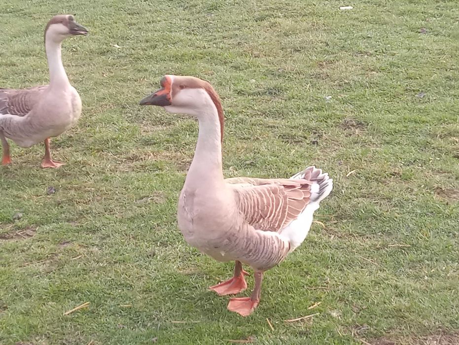 Sprzedam, gąsiory garbonose