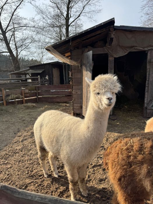 Alpaka - młoda samica