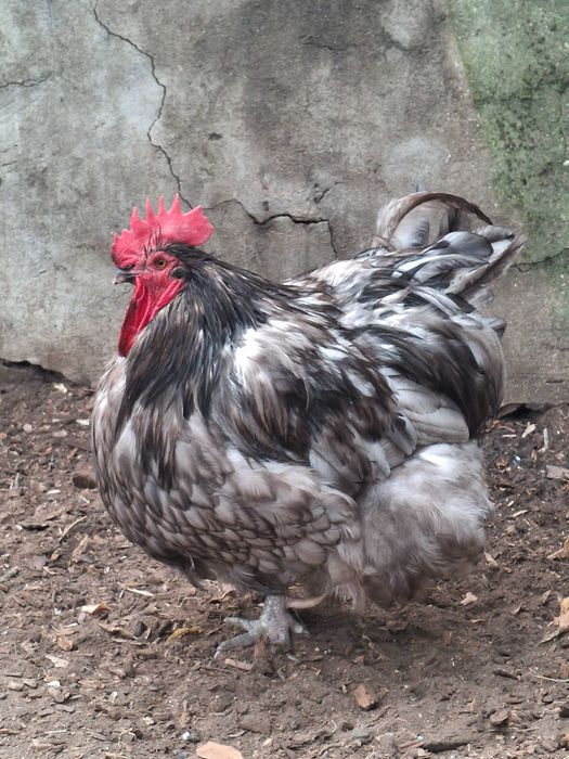 Молоді півні породи орпінгтон