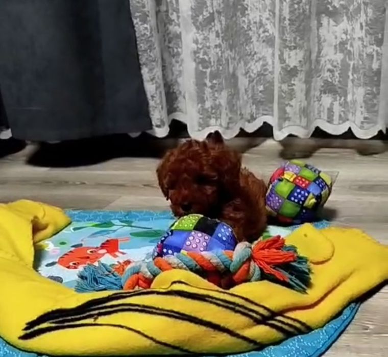 Мальчишки пуделя