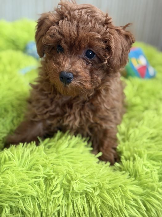 Pudel Toy Red Braun – śliczny piesek