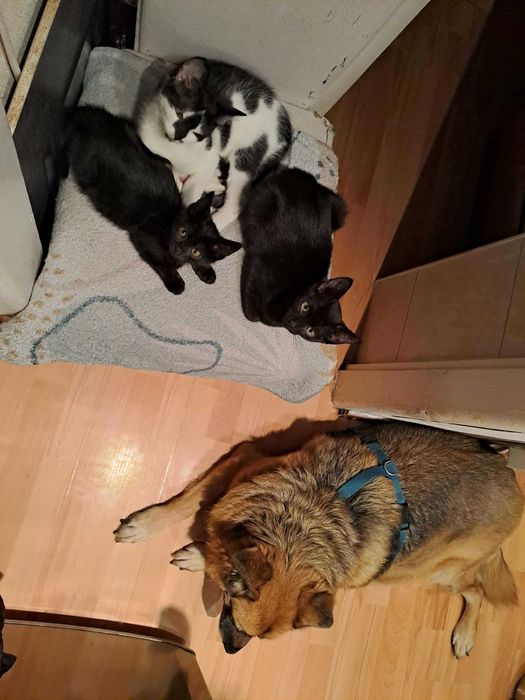 trzymiesieczne kociaki szukaja domkow