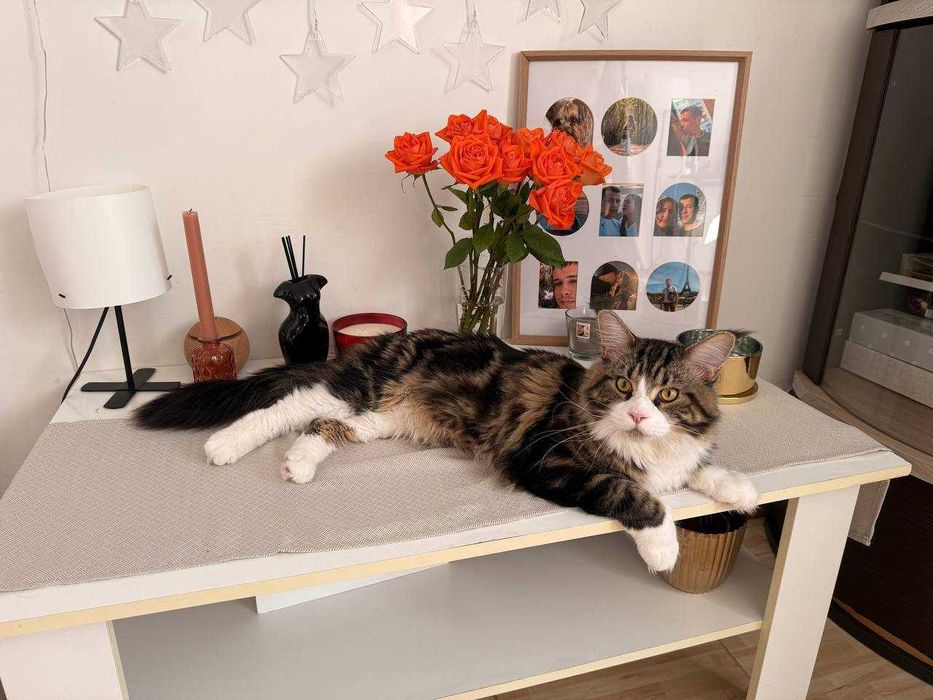 Kocur Maine Coon ,,na kolanka,,