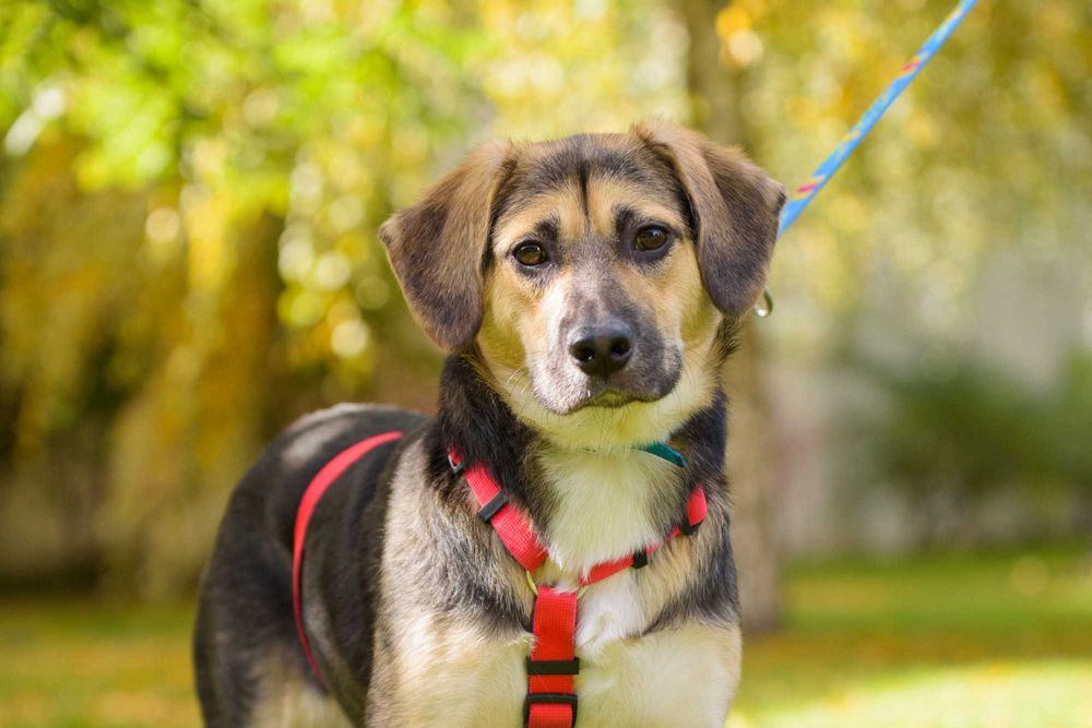 TULUKA - psi dzieciak uczy się żyć normalnie, szczeniak ok. 10 mscy