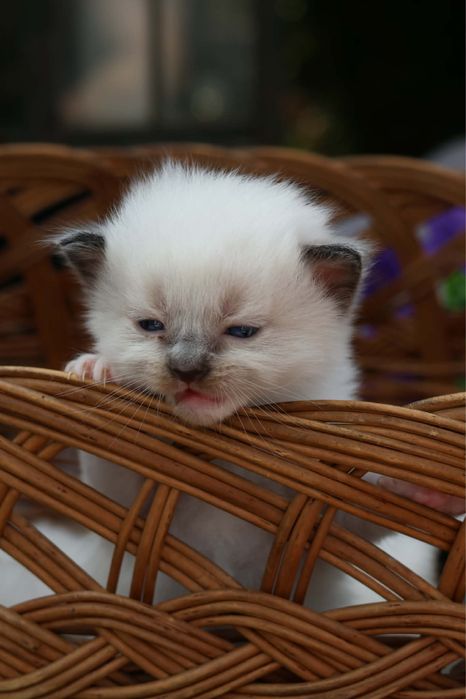 Ragdoll kocurek seal mitted