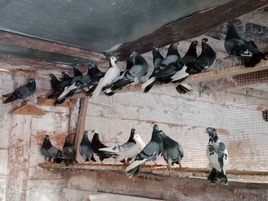 Gołębie zamojskie!!!