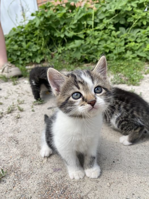 Кошенята безоплатно