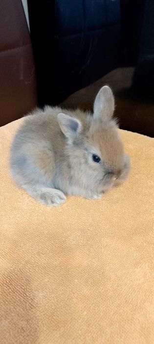 Króliczki miniaturki