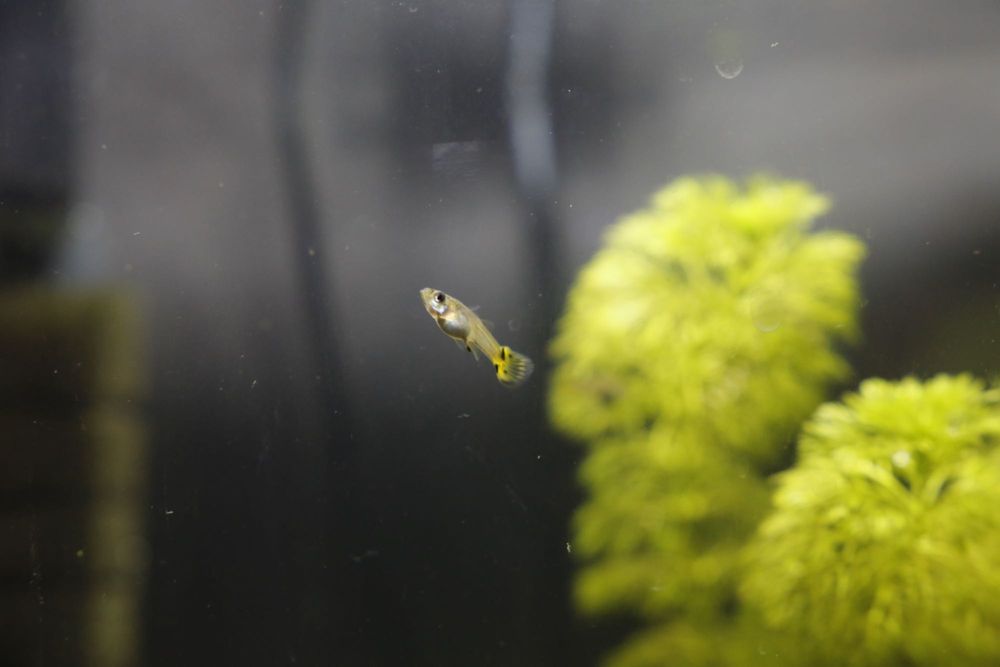 Guppys (adultos e bebés) e Caracóis