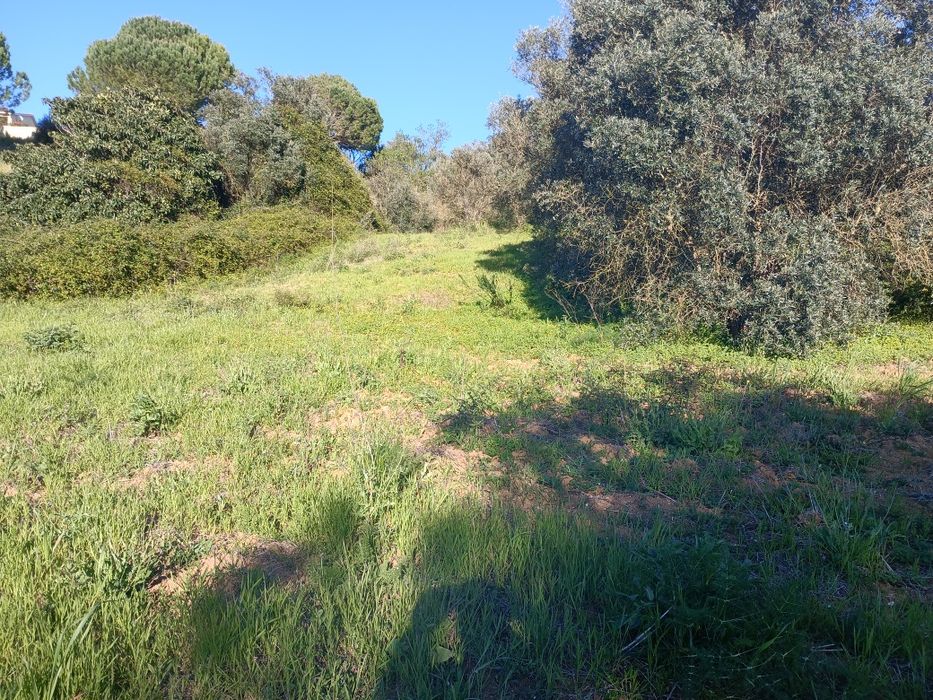 Quintinha , lote de terreno ,  monte , fazenda