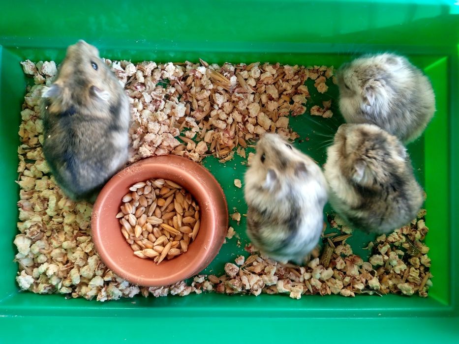 Джунгарский хомяк