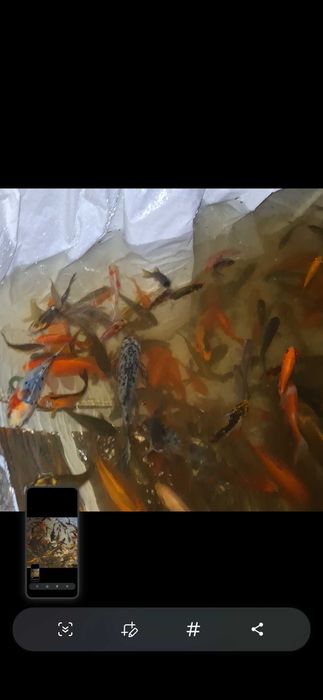Carpas koi e outras espécies de agua fria disponíveis