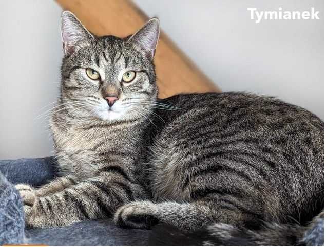 Tymianek poleca się do adopcji !