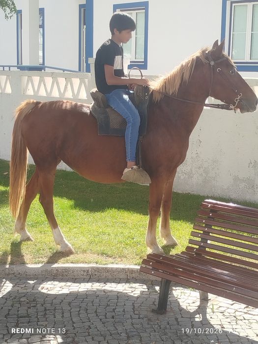 Vendo égua Hafliguer