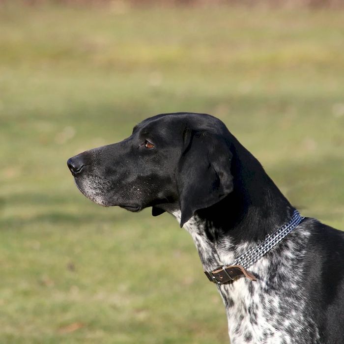 Вязка Курцхаар 2 года мальчик.