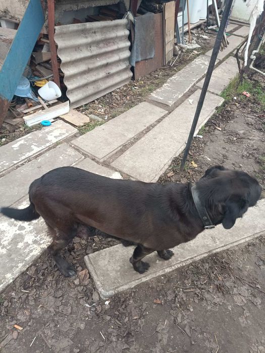 Щенки Лобрадора.