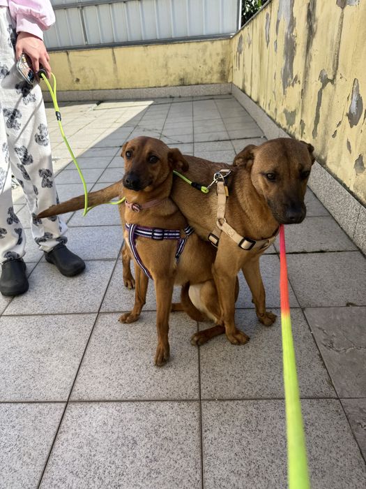 Dobbie e Sol adoção responsável