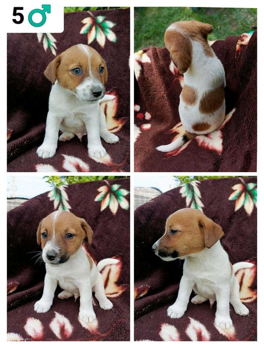 Wzorcowy Jack Russell terrier doskonała budowa rodzice FCI