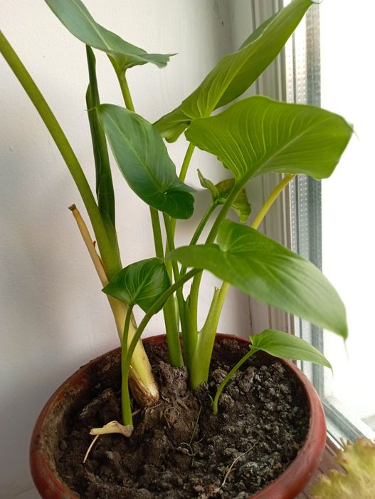 Вазон калла біла