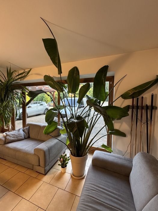 Duza Strelicja nicolai ok 2,5 m