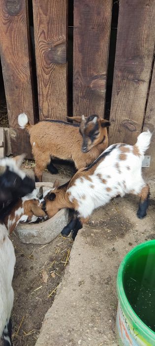 Cabras anas para venda