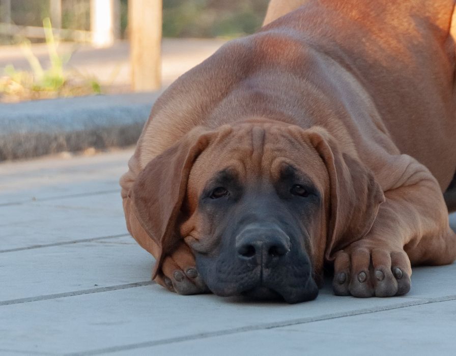 Підрощені Тоса Іну - японський мастиф