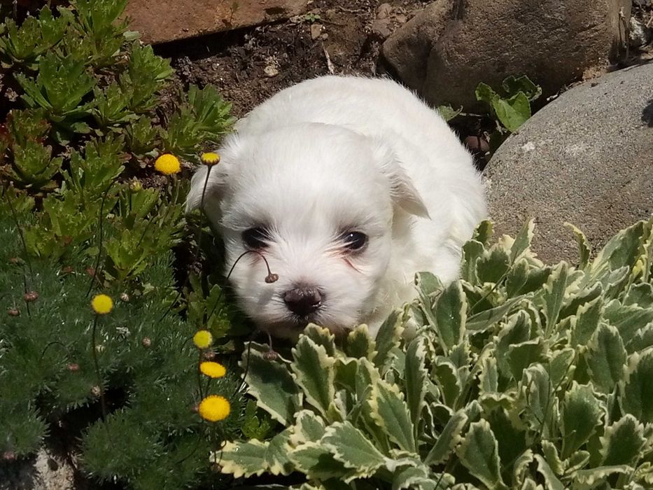 Szczeniak Maltańczyk