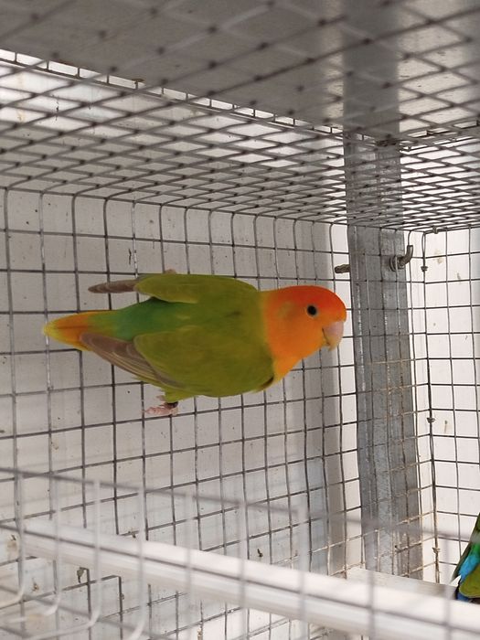 Vendo agapornis roseicollis longfheters