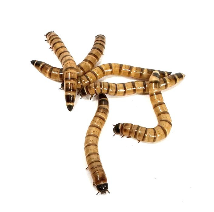 Owady karmowe karaczan mącznik drewnojad