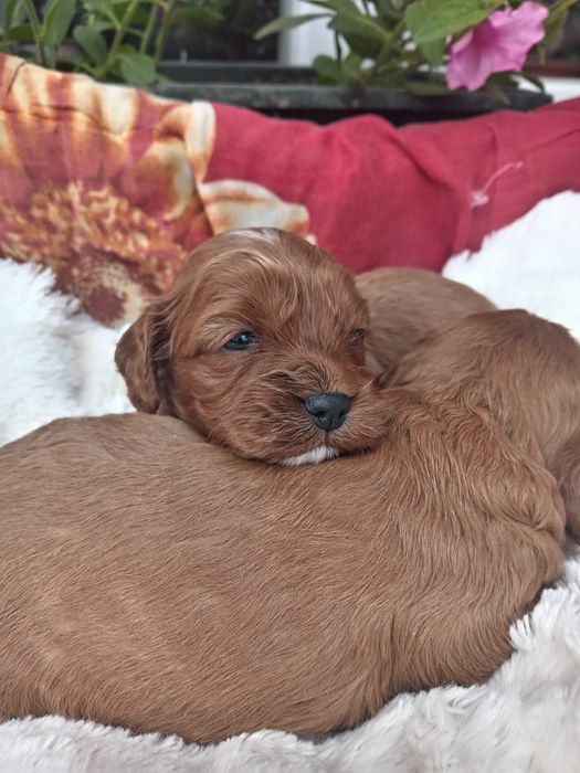 Cavapoo do rezerwacji