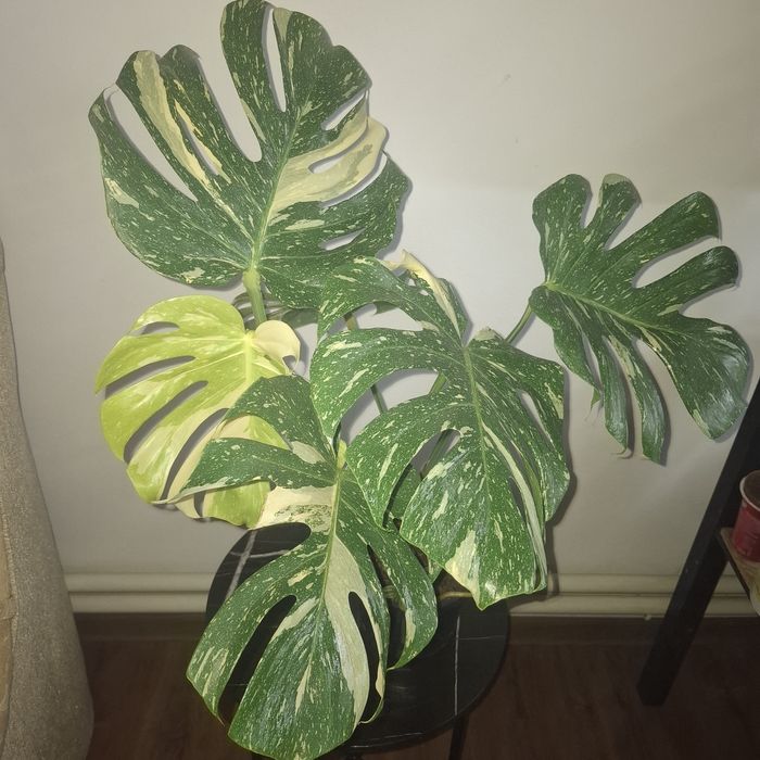 Монстера Тайське сузір'я