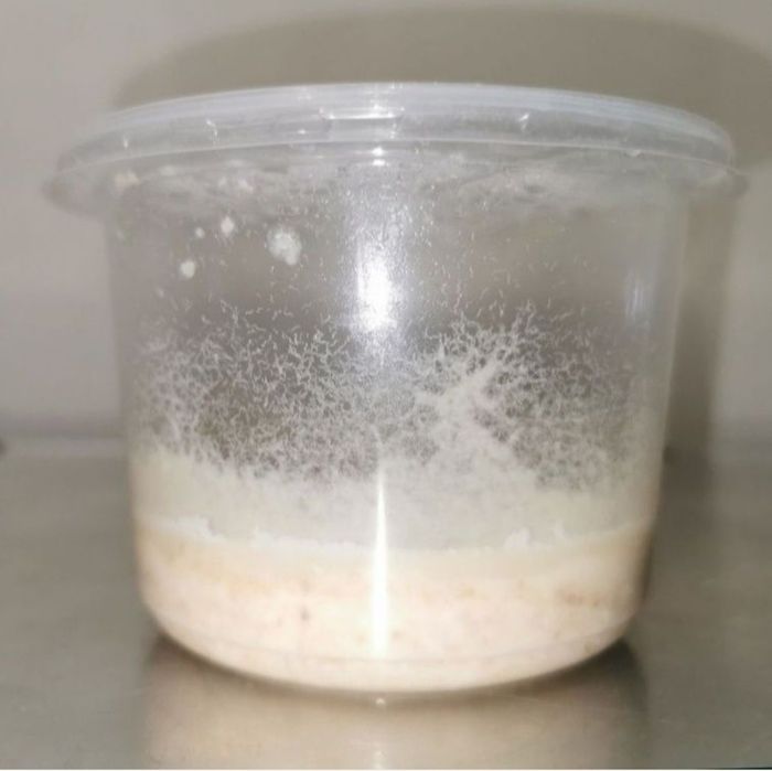 Wysyłam! Gotowa hodowla - Nicienie mikro / węgorki żywy pokarm narybek