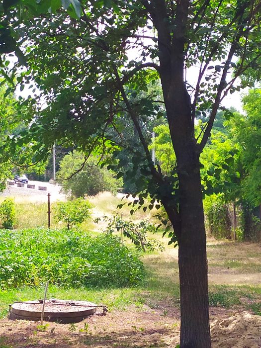 Продам будинок в с. Велика Стариця Борисрільського р-ну Київської обл