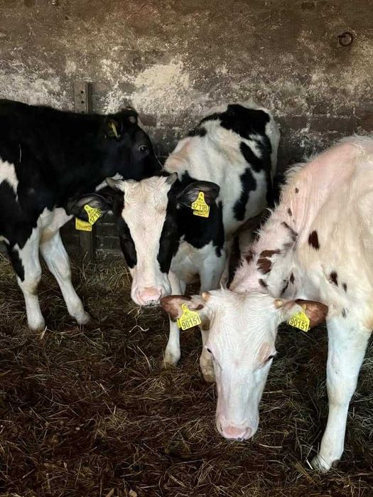 Sprzedam 1byczka i 2jałoszki