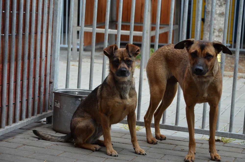 Sofia -mała, nieśmiała, zagubiona w schroniskowym hałasie  - adopcja.