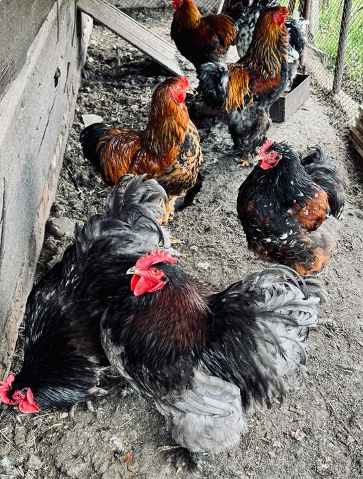 Продаються півні породи: кохінхін, брама та інкубаційне яйце.