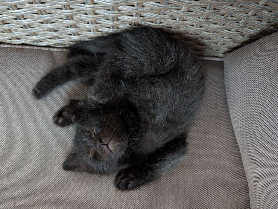 Кошенята безкоштовно