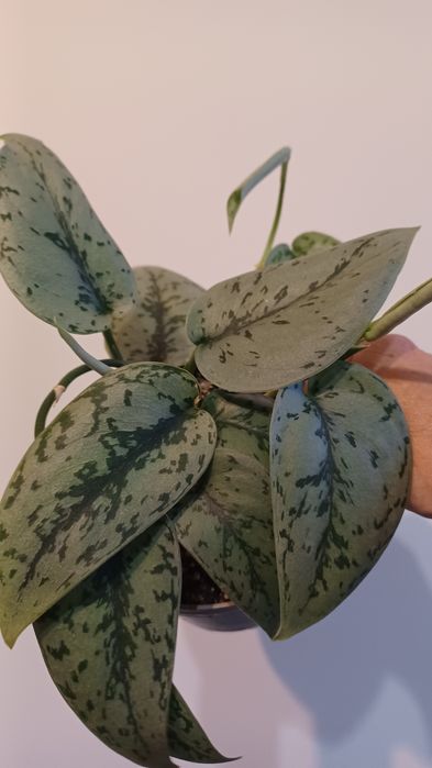 Scindapsus Silver Lady