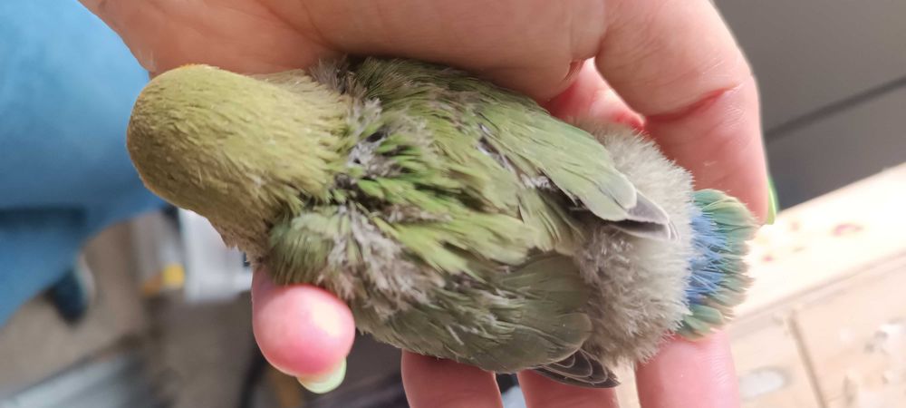 Caturras e Agapornis sexados