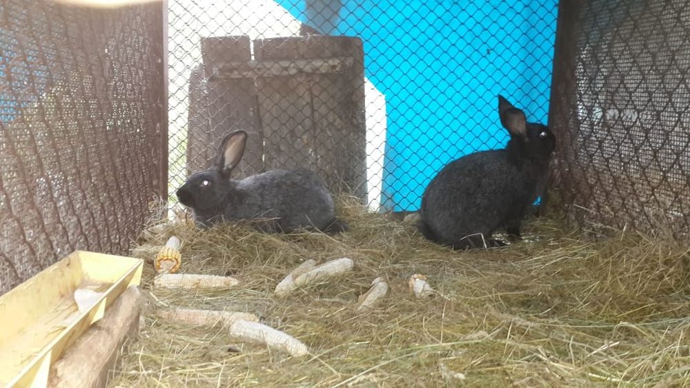 Кролики живым весом и мясо