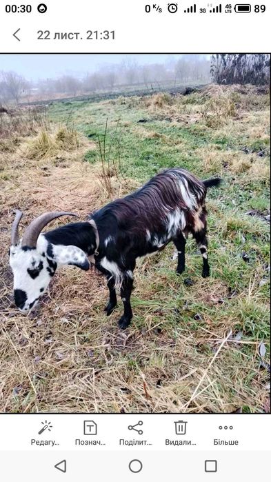 Продам козу козички цап Англо Нубійська Порода