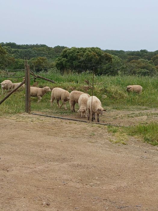 Vendo Burregas merinas e crusadas