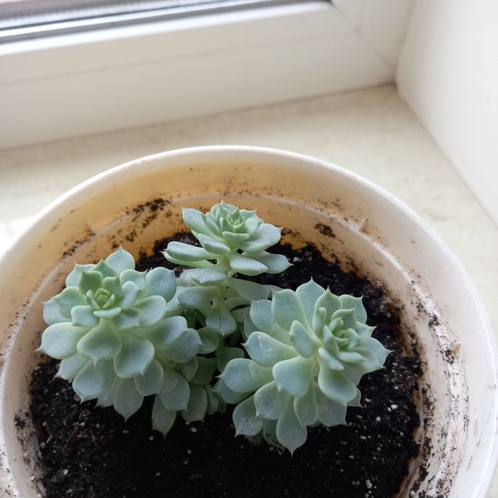 Сукуленты Эхеверия