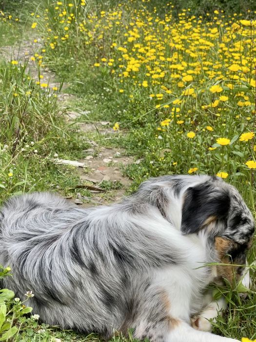 Border Collie  Blue Merle Tricolar( Macho ) (acasalamento )