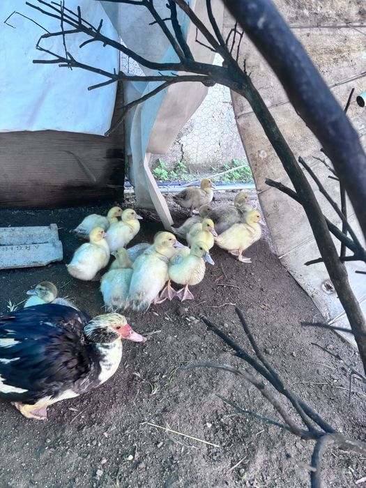 Patos  pequenos e grandes