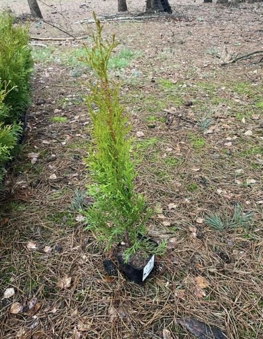 Sprzedam tuje szmaragdy,szmaragd,tuje szmaragdowe