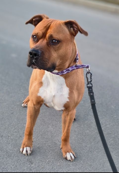 Do adopcji wspaniały Axel