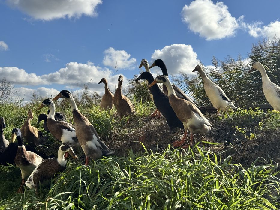 Biegusy indyjskie biegus kaczka kaczory  dziki , srokate
