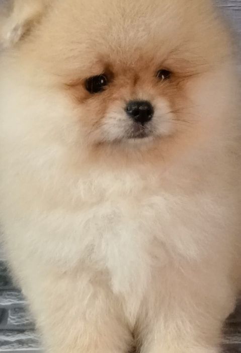 Хлопчик померанського шпіца оранж