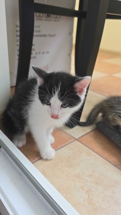 Котенята шукають дім